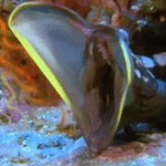 jeziva-morska-bica (2)