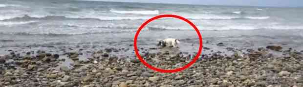 Primjetili su da se njihov pas ponaša čudno na plaži. Kada su mu prišli, imali su šta vidjeti! (VIDEO)