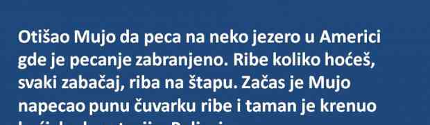 VIC DANA: Dresirane ribe