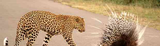 Izgladnjeli leopard je napao bodljikavo prase. To mu je bila NAJVEĆA GREŠKA KOJU JE IKADA NAPRAVIO! (VIDEO)