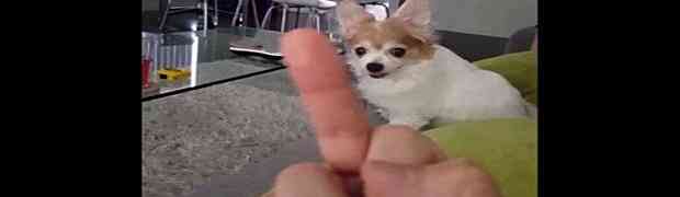 Pokazao je svom malom psu srednji prst. Njegova reakcija nasmijala je MILIONE LJUDI (VIDEO)