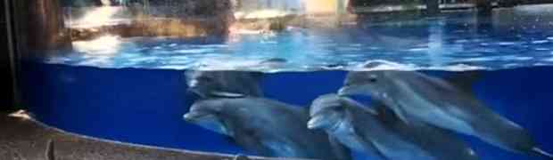 VIDEO DANA: Pogledajte reakciju delfina kada su vidjeli dvije vjeverice kako se igraju ispred njihovog bazena! (VIDEO)