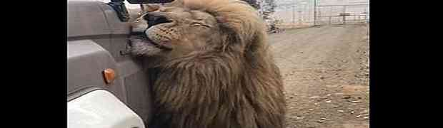 Snimao je odraslog lava kako se umiljato češe o njegov automobil, a onda se na 0:17 događa OVO! (VIDEO)