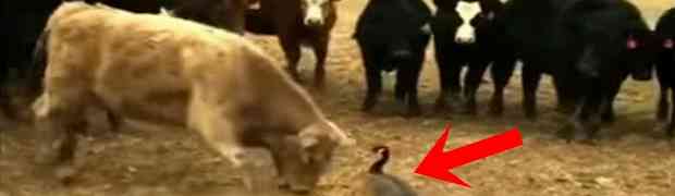 Po prvi put u svom životu ove krave su vidjele gusku i odlučile da je napadnu. Nećete vjerovati šta je uslijedilo! (VIDEO)