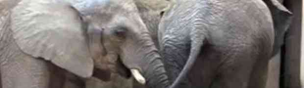 Snimali su kamerom slonove u zoološkom vrtu, a onda se šokirali prizorom kada su vidjeli da jedan od njih radi OVO! (VIDEO)