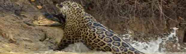 LOVAC NAD LOVCIMA: Ako vas potjera jaguar, ni plivanje vam NEĆE POMOĆI! (VIDEO)