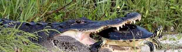 Aligator je ulovio i krenuo da jede kornjaču, no uslijedilo je nešto što ni on sam NIJE OČEKIVAO... (VIDEO)