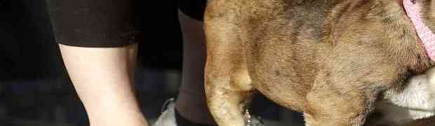 Odnijeo je titulu za najružnijeg psa na svijetu. Kada vidite ovog buldoga, BIĆE VAM JASNO ZAŠTO (VIDEO)