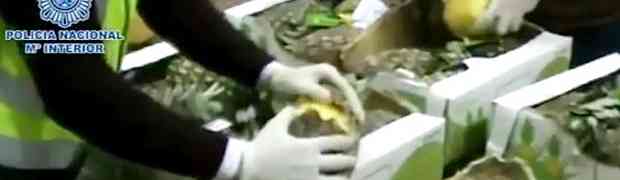 Policajci razbili ananas, pa se šokirali kada su vidjeli šta se nalazi unutra! (VIDEO)