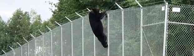 Snimka ogromnog crnog medvjeda kako preskače bodljikavu žičanu ogradu osvaja internet! (VIDEO)