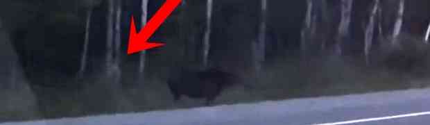 Žena iz automobila snimila misteriozno biće kako vreba životinju u jednoj šumi u Kanadi (VIDEO)