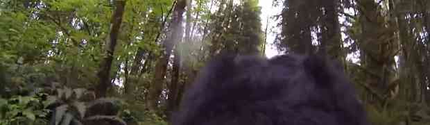Stavio je svom psu kamericu na leđa i pustio ga duboko u šumu. Kada je pogledao snimak, OSTAO JE BEZ RIJEČI!