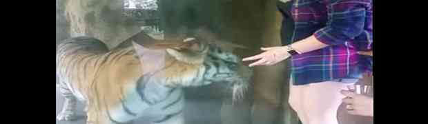 Trudnica htjela da se slika pored tigra. Reakciju životinje na njen stomak niko nije očekivao (VIDEO)