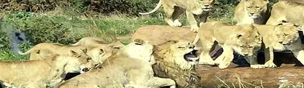 Čopor gladnih lavica napao lava ispred šokiranih turista. Pogledajte kako se završilo...