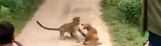 Pogledajte trenutak kada se hrabri pas u šumi suprostavio odraslom LEOPARDU (VIDEO)