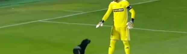 Pas je utrčao na teren i prekinuo meč, a onda potezom nasmijao cijeli stadion (VIDEO)