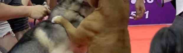 ŠOK U DVORANI: Pitbul brutalno napao sibirskog haskija na izložbi pasa (VIDEO)